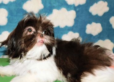 Shih Tzu pups for sale in U.S. WA, PA shows a brown and white Shih Tzu puppy.