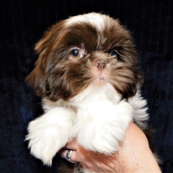 A chocolate and White Shih Tzu puppy.