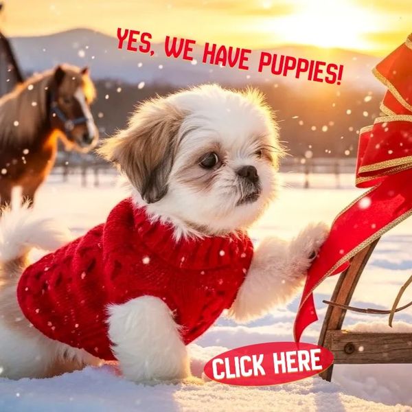 Shih Tzu pups in a basket for sale near me-FL-TN-NC-SC-GA-VA-MD-NY-NJ-RI-United-States.