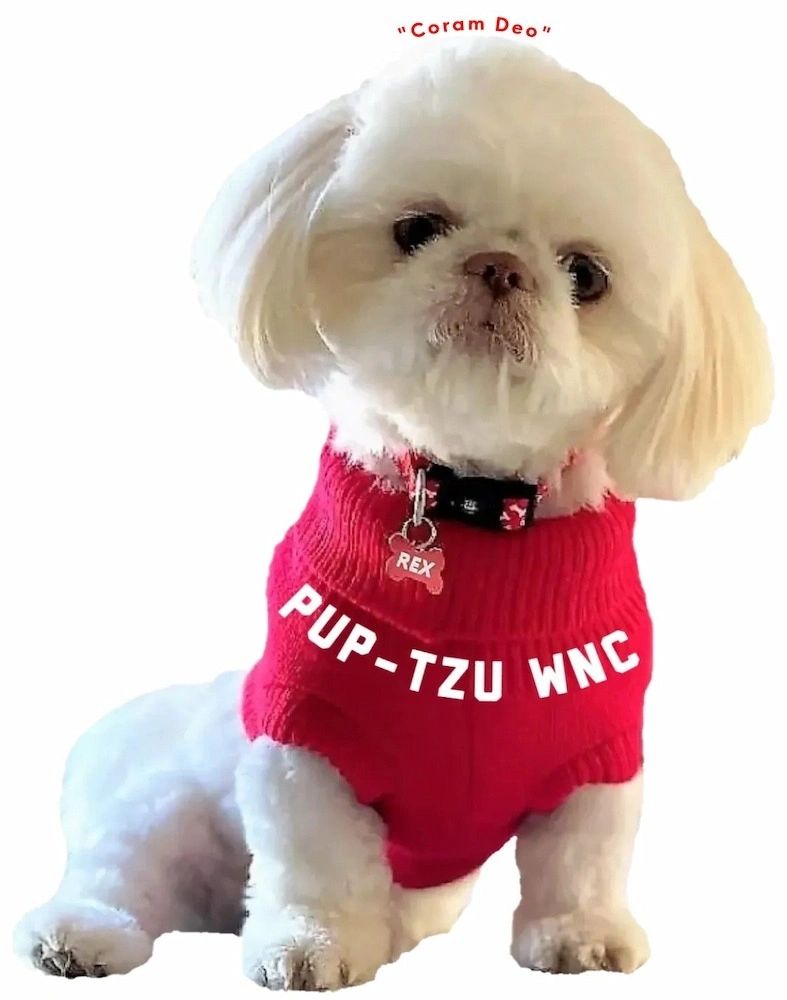 Shih Tzu puppies for sale in NC, U.S. by Pup-Tzu WNC shows a white Shih Tzu puppy in a red sweater.