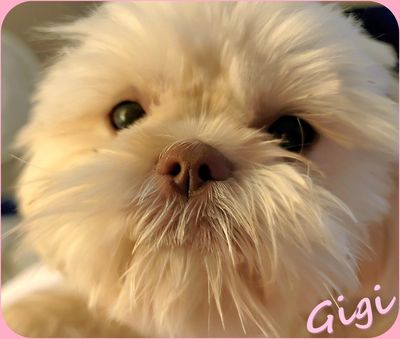 Shih Tzu for sale in NC-FL-GA-VA-NY-DE-TN-MA-MD-CA-SC-WV-TX- shows-a-blonde-female-Shih-Tzu-puppy.