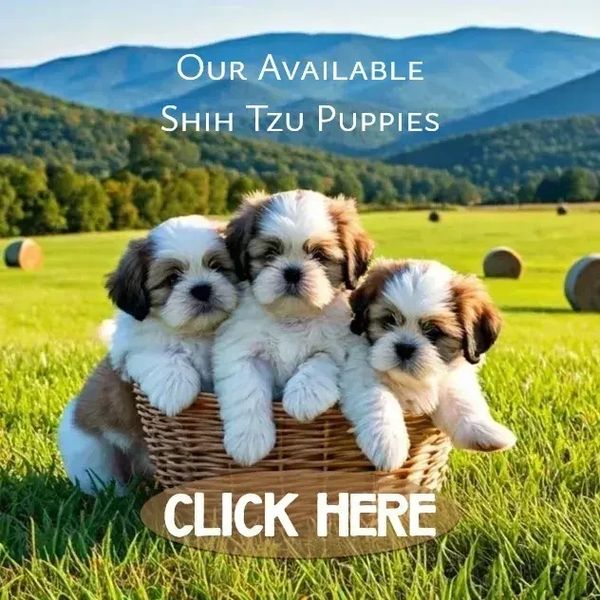 Shih Tzu puppies for sale in NC-SC-GA-VA-WV-TN-MD-FL-AL-LA by Pup-Tzu WNC shows 3 pups in a basket.