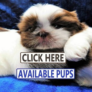 Shih Tzu puppy for sale by Pup-Tzu WNC shows two brown and white Shih Tzu puppies. 