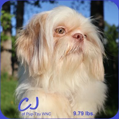 Shih Tzu puppies for sale nationwide in TN-FL-NY-MA-VA-MD-by Pup-Tzu WNC shows a health-tested sire.