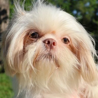 CJ, a health-tested cream Shih Tzu sire with a liver nose, from the Pup-Tzu WNC breeding program.