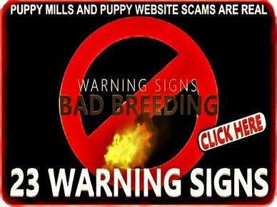 Shih Tzu puppies for sale by Pup-Tzu WNC shows a red and black warning sign.
