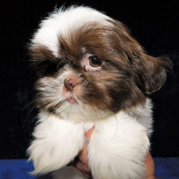 A chocolate and white Shih Tzu puppy.
