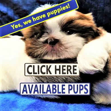 Shih Tzu puppy for sale by Pup-Tzu WNC shows two brown and white Shih Tzu puppies. 