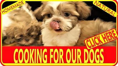 Shih Tzu puppies for sale by Pup-Tzu WNC in NC, shows Shih Tzu puppies eating homemade dog food.