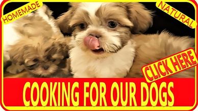 Red, brown and white Shih Tzu puppies eating solid food for the first time.