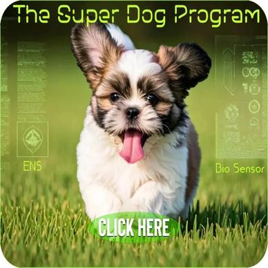 A Shih Tzu puppy running across a lawn for sale NC-SC-VA-TX-CA-NV-NM-WI-MI-TN-MD.