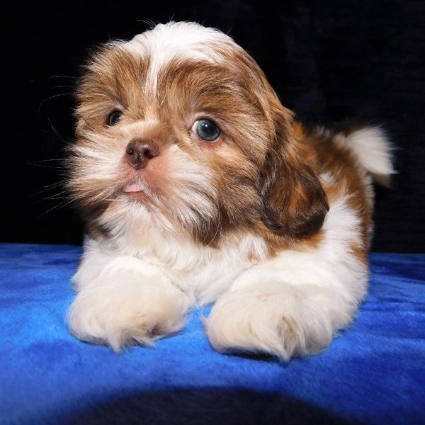 A red and white Shih Tzu puppy named Victor.