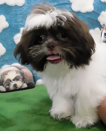 Shih Tzu for sale in NC by Pup-Tzu WNC shows a brown and white Shih Tzu puppy.
