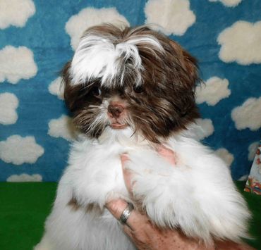 A brown and white Shih Tzu puppy.