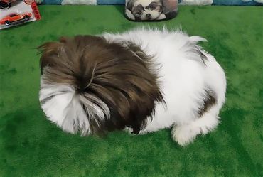 Shih Tzu for sale in NC_TN_GA_SC by Pup-Tzu WNC Shows a brown and white Shih Tzu puppy.