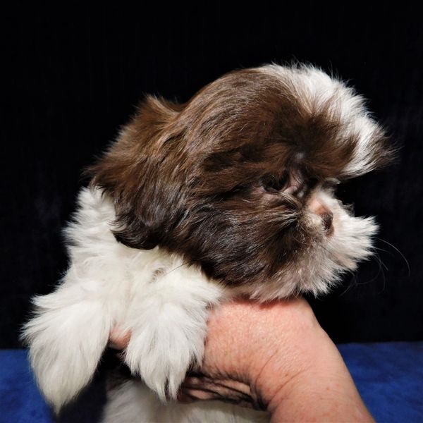 Shih Tzu puppy for sale in NC by Pup-Tzu WNC shows a brown and white Shih Tzu pup.