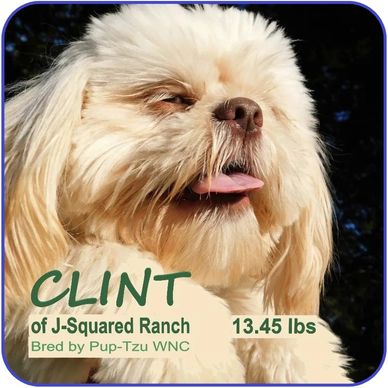 A blond Shih Tzu with amber eyes for sale in NC-SC-GA-TN-VA-TX-CA-FL-MO-KY-NY-CT-WI.