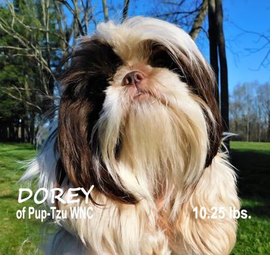 A brown liver Shih Tzu upcoming mommy with Shih Tzu puppies for sale in NC by Pup-Tzu WNC.