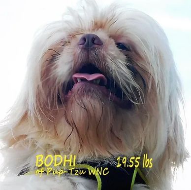 A blonde Shih Tzu by ethical breeder Pup-Tzu WNC in North Carolina named Bodhi.