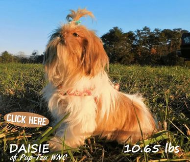 Gold and white Shih Tzu with Shih Tzu puppies for sale by Pup-Tzu WNC with nationwide delivery.