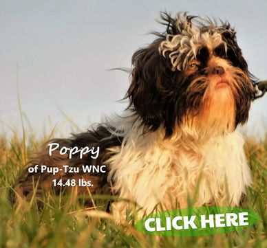 Parti color brown and white female Shih Tzu in a field in North Carolina by Pup-Tzu WNC.
