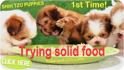 Shih Tzu puppies eating healthy, all natural homemade food by Pup-Tzu WNC with nationwide delivery.