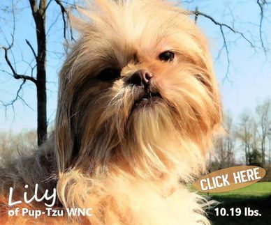 Shih Tzu puppies for sale available nationwide by Pup-Tzu WNC shows their gold colored Shih Tzu.