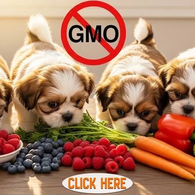 All-natural non-GMO diet for healthy Shih Tzu puppies from ethical NC breeder Pup-Tzu WNC.