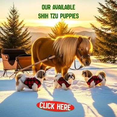 Available Shih Tzu puppies for sale learn why our health guarantee is the nationwide gold standard.