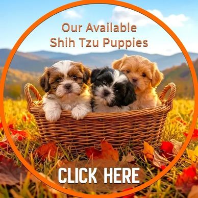 Available Shih Tzu puppies for sale learn why our health guarantee is the nationwide gold standard.