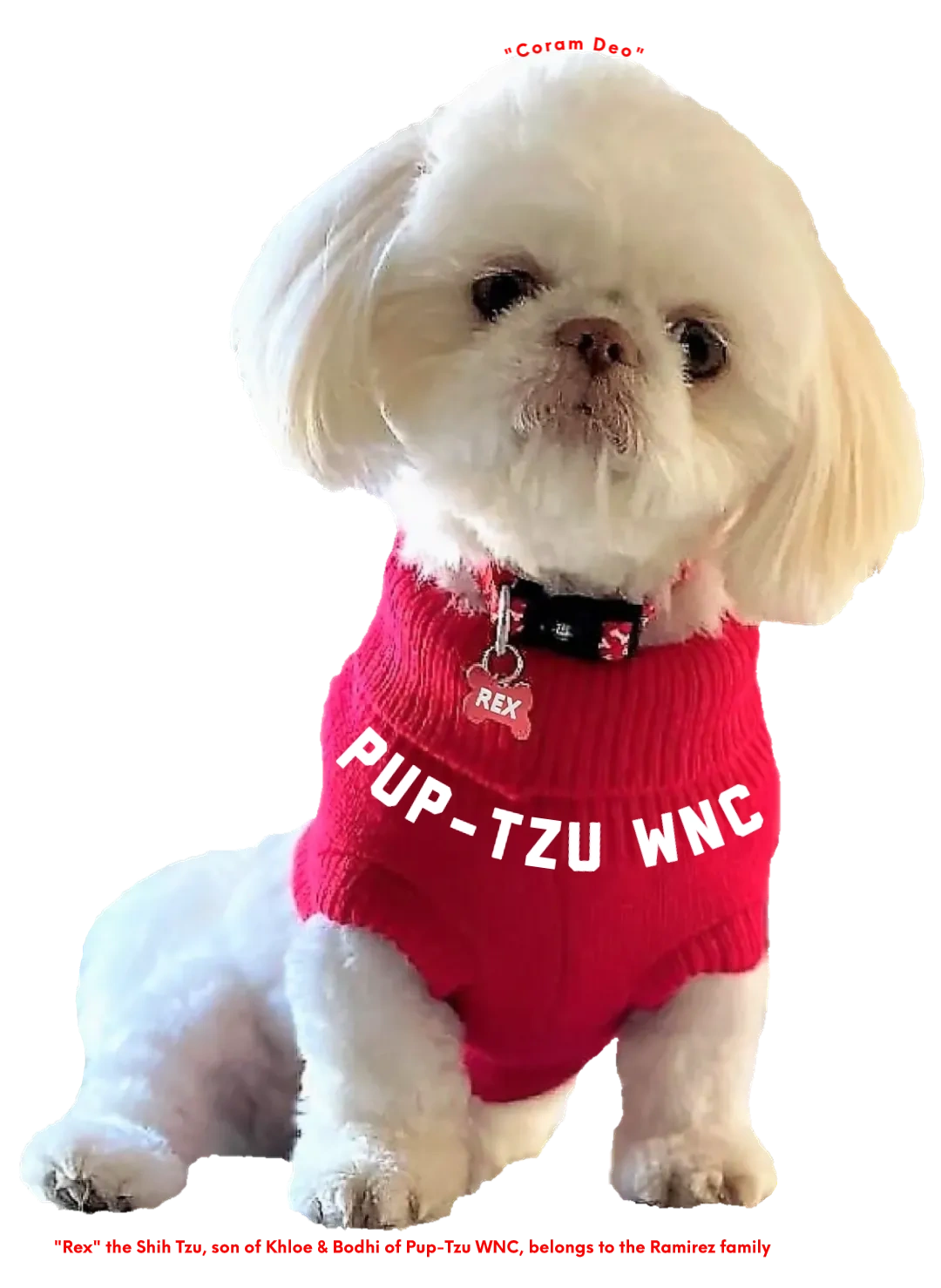 shih-tzu-puppy-for-sale-pup-tzu-wnc-health-guarantee