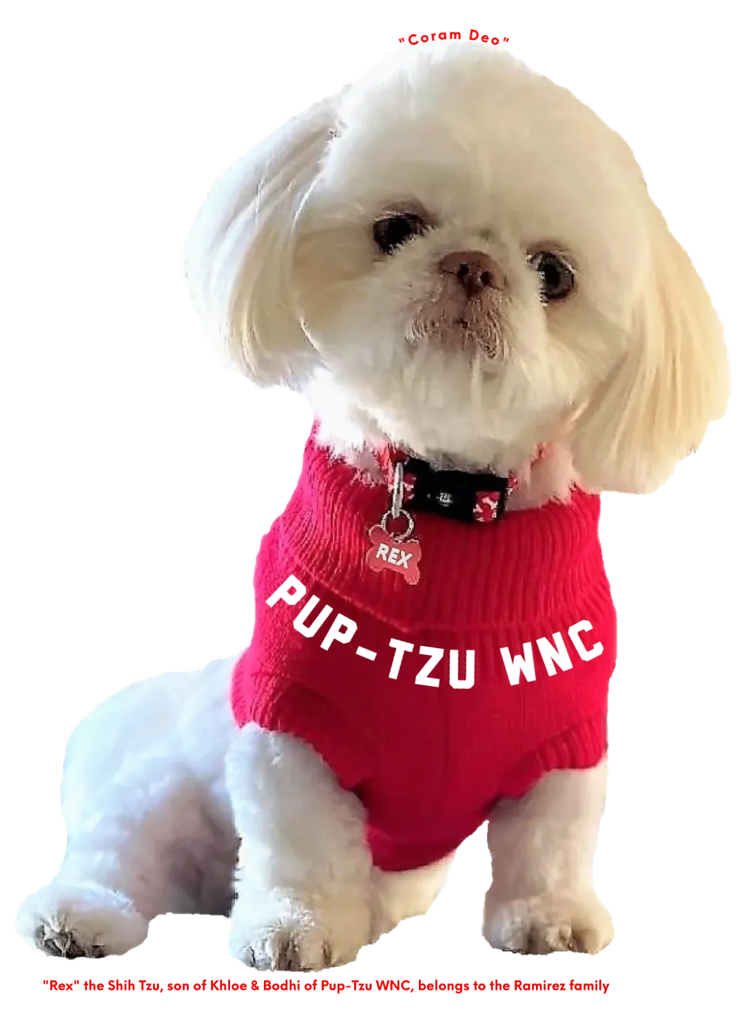Shih Tzu Puppy For Sale Pup Tzu WNC Health Guarantee Shih Tzu Puppy For Sale Pup Tzu WNC Health Guarantee