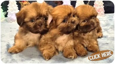 Three shih tzu puppies with red coats for sale in North Carolina and nationwide by Pup-Tzu WNC.