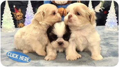 White, blonde and brown shih tzu puppies for sale in nc-sc-tn-va-wv-md-ny-fl-and nationwide.