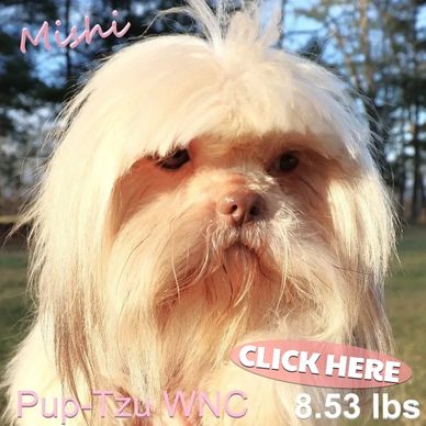 Blonde Shih Tzu puppies for sale all across the U.S. by Pup-Tzu WNC with nationwide delivery.