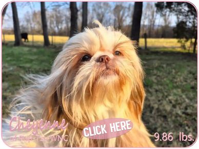 A blonde female Shih Tzu with puppies for sale in NC available by Pup-Tzu WNC.