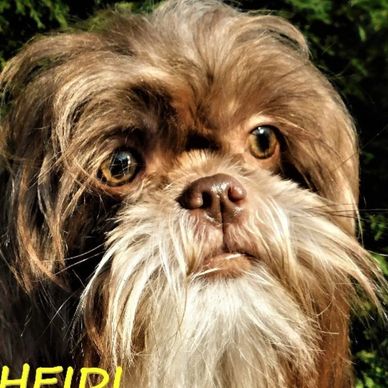 Heidi, a health-tested liver Shih Tzu dam at Pup-Tzu WNC, breeder of quality puppies.