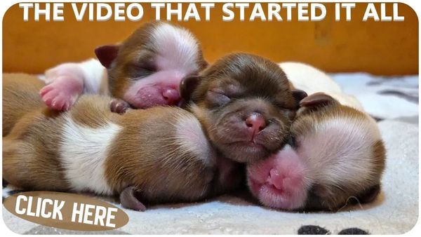 Newborn Shih Tzu puppies sleep in a pile. Proof of ethical breeding trusted nationwide.