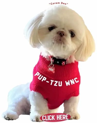 A healthy Shih Tzu, proof of ethical breeder Pup-Tzu WNC's high standards.