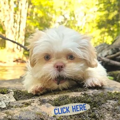 Happy, healthy Shih Tzu puppies for sale: proof from ethical NC breeder Pup-Tzu WNC.
