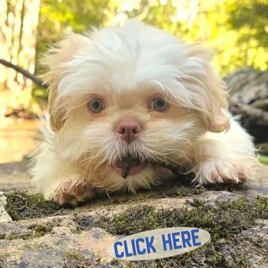 Happy, healthy Shih Tzu puppies for sale: proof from ethical NC breeder Pup-Tzu WNC.