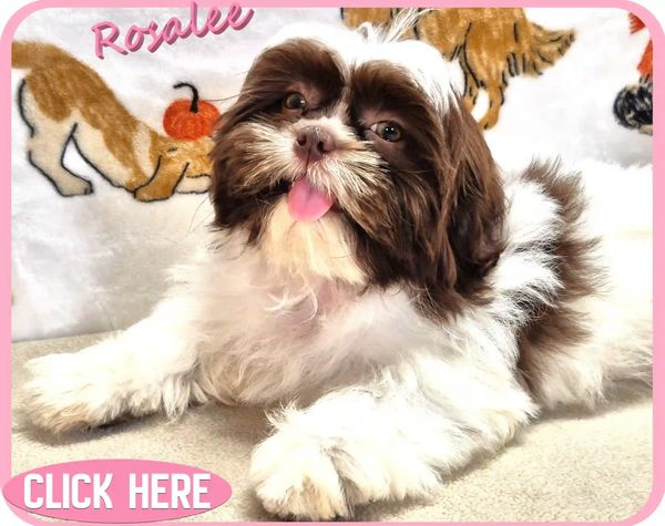 A female Shih Tzu puppy for sale in NC, SC, TN, VA, GA, FL and nationwide by Pup-Tzu WNC.