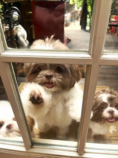 Happy Shih Tzu puppies from Good Dog Approved breeder Pup-Tzu WNC in NC with nationwide delivery.