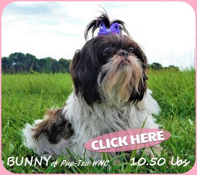 Health-guaranteed Shih Tzu puppies for sale from dam Bunny. We deliver nationwide from NC.