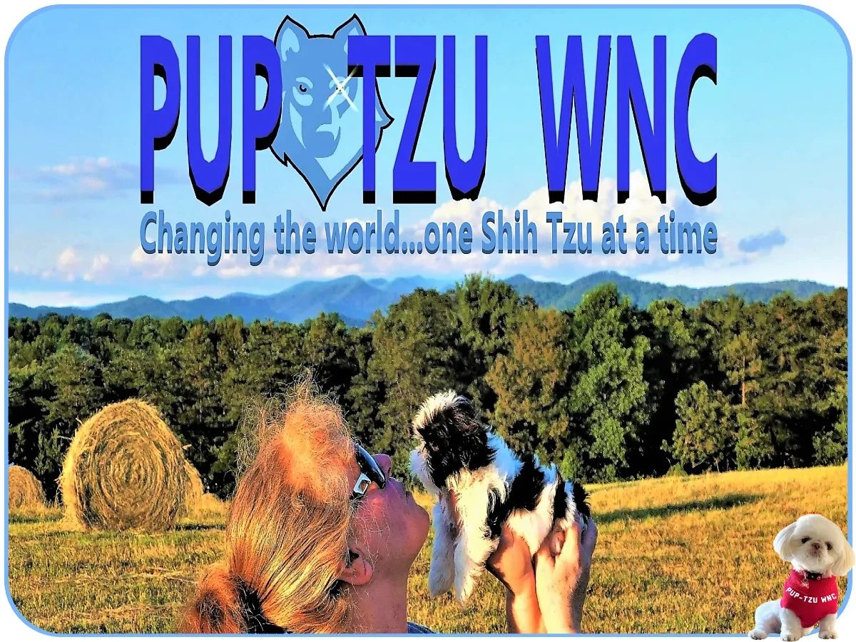 Shih Tzu intelligence overview