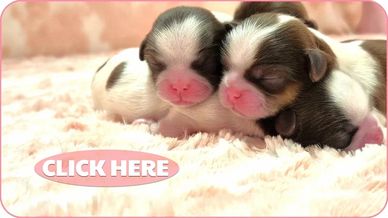Newborn Shih Tzu puppies from health-tested parents. Personal delivery nationwide.
