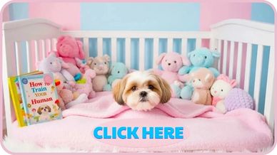 Home-raised Shih Tzu puppy. Learn about our safe adoption & delivery process.