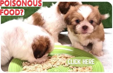 Shih Tzu puppies for sale by Pup-Tzu WNC eating solid food for the first time.