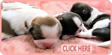 Join Our Wait List | Shih Tzu puppy updates for families in NC, nearby states and nationwide.