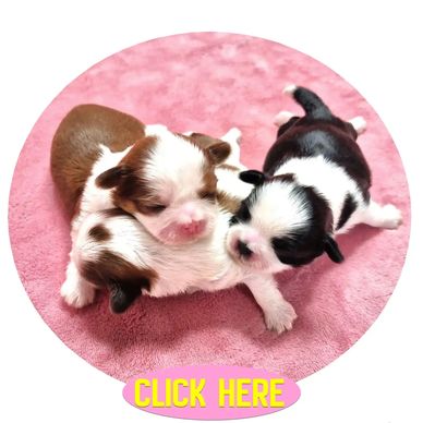 Join our Wait List to see upcoming litters by Pup-Tzu WNC. 3 parti-color Shih Tzu puppies are shown.